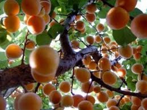 أنواع الأشجار المثمرة