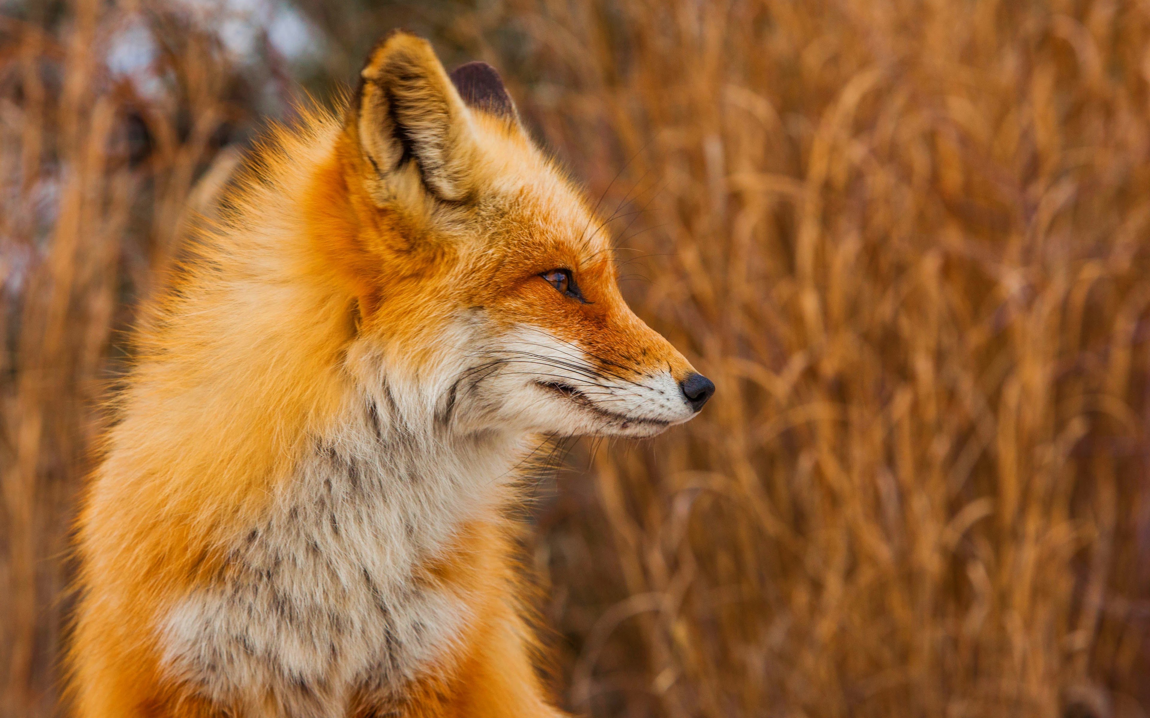 Red fox 4. Фокс лисы. Рыжая лиса. Лиса фото на рабочий стол. Лиса осень.