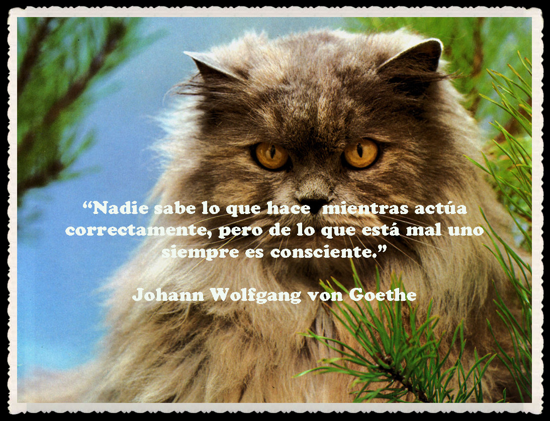 Mi guerrero valiente : pensamientos , versos , frases celebres ilustradas SOBERANO AMOR POR FANNY JEM WONG M.: PENSAMIENTOS, VERSOS Y FRASES PARA