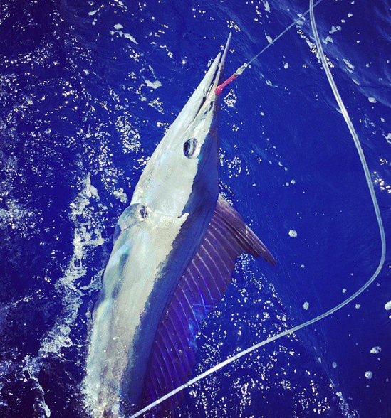 Fish Identification Spearfish