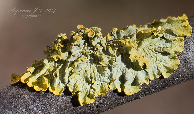 Sárga falizuzmó - Common Orange Lichen - Gewöhnliche Gelbflechte - Xanthoria parietina