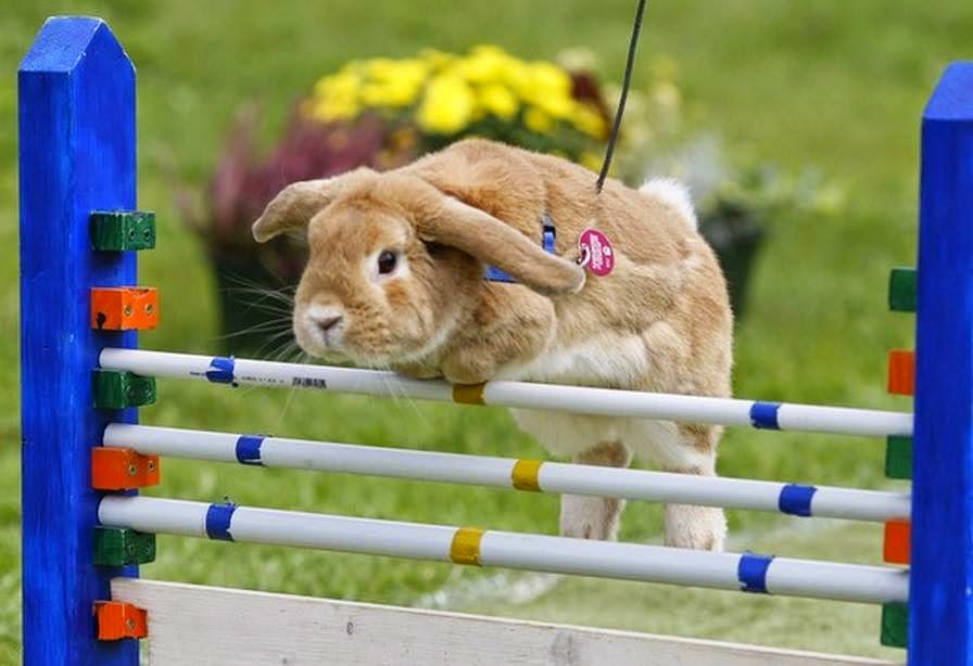 กระต่าย กระต่ายแคระ และการเลี้ยงกระต่าย การแสดงกระต่ายกระโดด Rabbit
