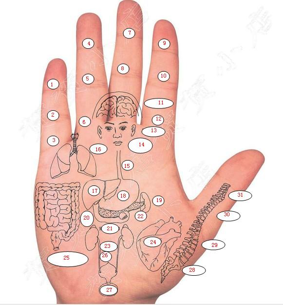 Traditional Chinese Things Massage TCM points to prevent diseases