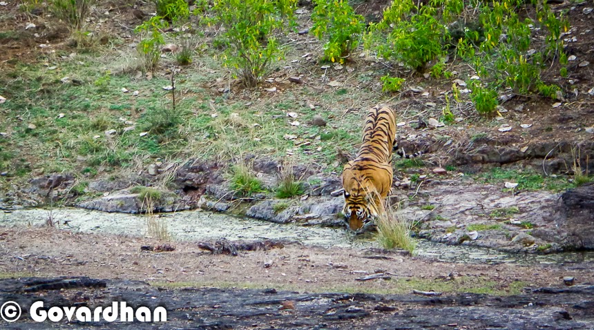Tiger Tourism in India is much talked topic an there were some discussions that Tiger Tourism will be banned in India. India has maximum number of Tigers in the world and hence it attracts a lot of tourists from various parts of the world. This Photo Journey shares some facts about Tiger Tourism in India and how various wildlife stakeholders think about it. Since Tiger count was decreasing in the past, Indian court had given a judgement to stop tourism in core Tiger reserves and folks responded to this judgement very differently. Statistics show that National parks which are most frequently visited by Tourists have high count of Tigers over a period of time. And Tigers have disappeared from regions where there was hardly any tourism. Recently I met a Wildflife Conservation officer and he had the same opinion that many of the things in our country are preserved only because of Tourism - be it the Heritage like Taj Mahal, or Wildlife.   Some of the popular Tiger Rserves in India are - Corbett in Uttrakhand; Ranthambore in Rajasthan; Kanha, Bandhavgarh & Panna in Madhya Pradesh, Kaziranga in Asam, Meighat in Maharashtra; Bandipur in Karnataka; Periyar in Kerala; Nagarajunasagar Srisailam Tiger Reserve in Anhdra Pradesh. There are approximately 40 tiger reserves in India. Tiger reserves are set up throughout India to provide a protected environment for animals still in the wild. Resorts and villages were set up for tourists, local as well as foreign, to see the tiger habitats and perhaps catch a glimpse of the big cat. The frequent visits inside the forest repel poachers and hence it proved to be a good activity to conserve wildlife. Madhya Pradesh has one of the best tourism eco system because of 6 tiger reserves in the state. Tourism is still on in all of the Wildlife National Parks across the country and encouraging for conservation of Wildlife, especially Tigers. Tiger Tourism is very important for India and hence it's conservation as well. Many of the NGOs, individuals, government authorities have joined hands towards conservation of Tigers in our country. And because of great efforts for #SaveOurTigers, we have been able to increase the count of Tigers in past fewyears. Tiger Tourism is win-win situation for everyone - For folks involved in tourism activities earn good money which boosts overall economy of our country, the conservationists are happy that count is increasing with time and there is less risk to the tigers in various core forests in the country. In National Parks like Ranthambore, lot of foreign tourist visit every year. There are various tourists who visit some of the selected national parks every year and prefer to have multiple Safaris inside the forest areas.Landscapes of different national parks are different hence every national park offers a different experience. Almost everyone of us know folks around us who have visited these Tiger reserves more than once. Hope that Tiger Tourism in India keeps growing and for positive reasons. At the same time, we hope that tourists also mature with time and respect nature & wildlife of on earth !!