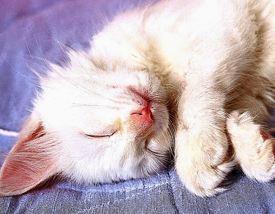 Sweet Cat Wallpaper – 1152×864 High Definition Wallpaper