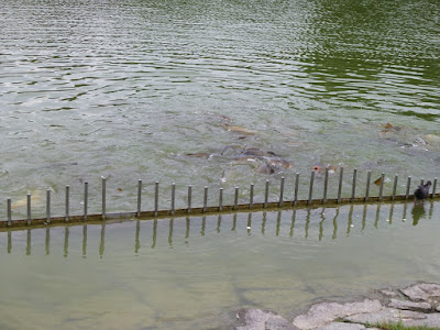 花博記念公園鶴見緑地 大池の鯉