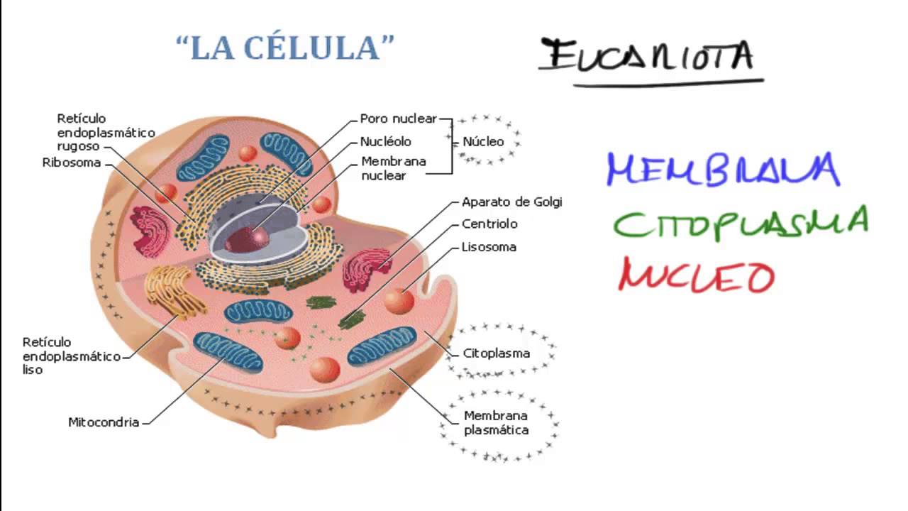 Estructura celular