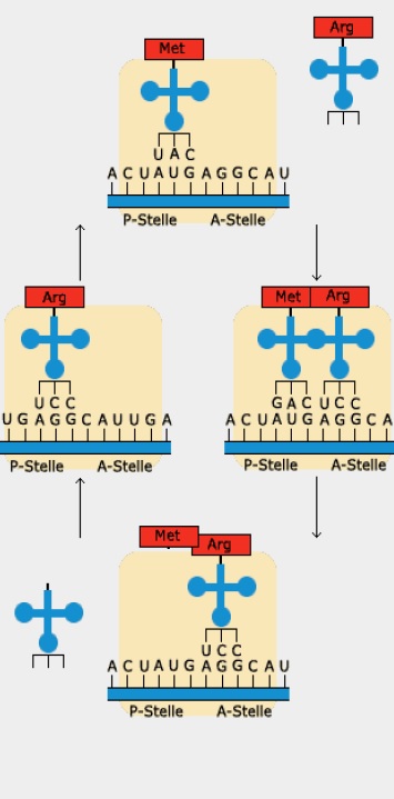 Wo Findet Die Translation Statt Lerninhalte: Translation