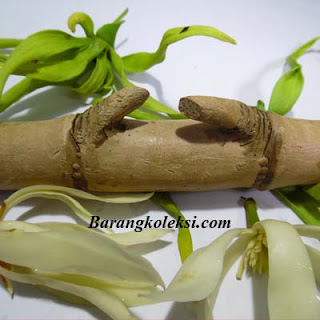 bambau pethuk atau pring petuk asli pring petuk asli, pring petuk patil lele, harga pring petuk 2015, cara menggunakan bambu petuk, cara mencari bambu petuk, ciri ciri pring petuk asli, pembeli bambu petuk, cara merawat pring petuk