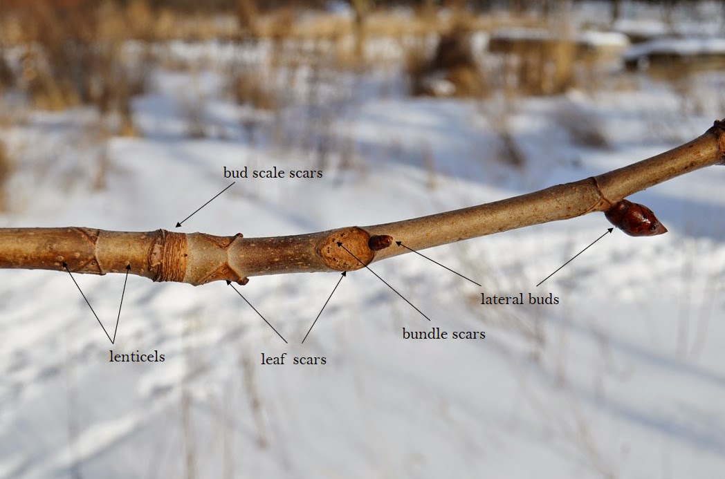 Illinois Botanizer Winter Tree ID basics