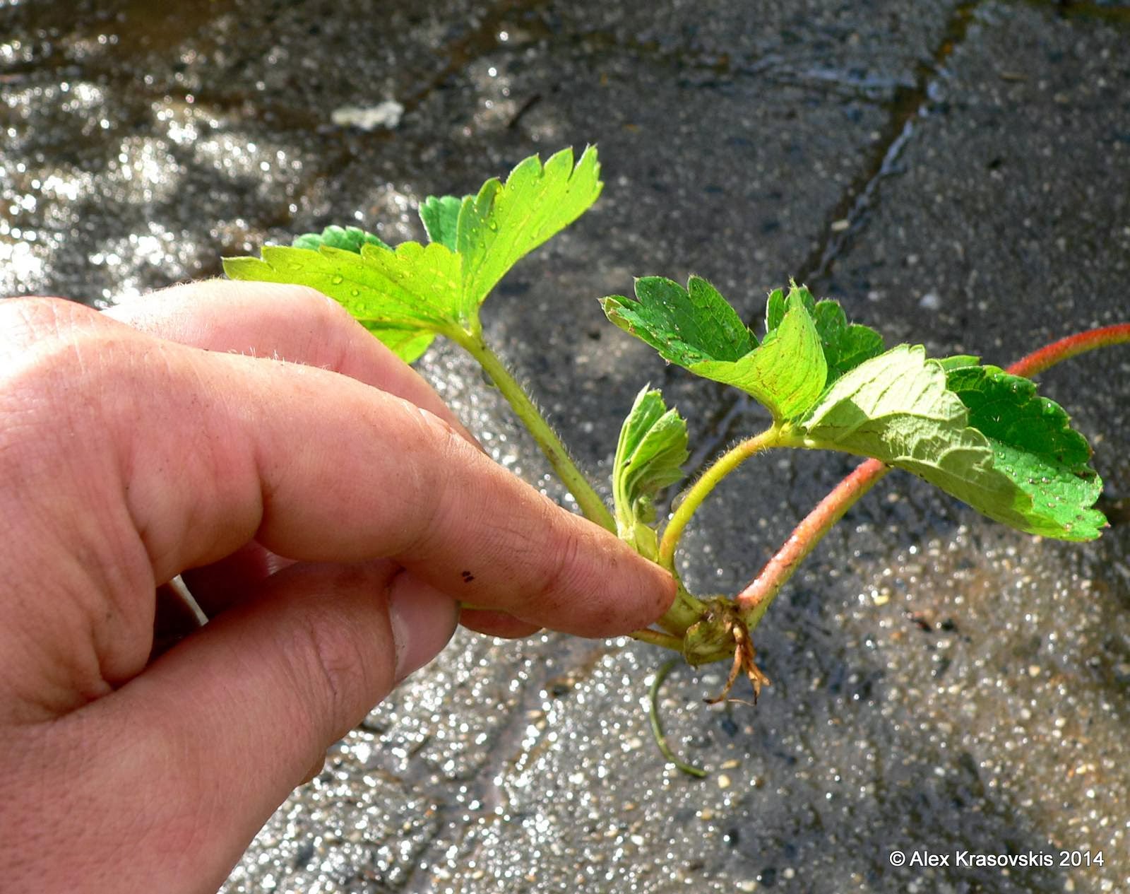 Aggregata Plants & Gardens Propagating strawberry plants from runners