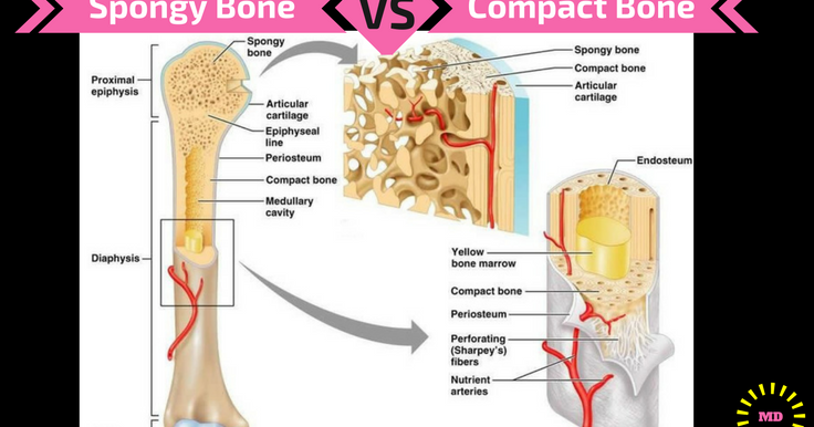 Long Bone Model / Long bones, especially the femur and tibia, are