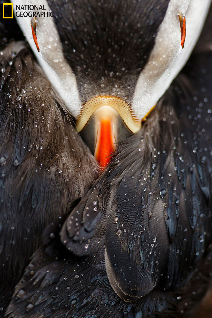 20+ Of The Best Entries From The 2016 National Geographic Nature Photographer Of The Year - Puffin Studio