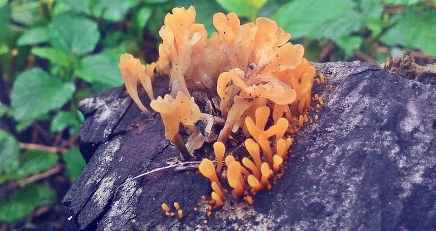 jamur warna kuning