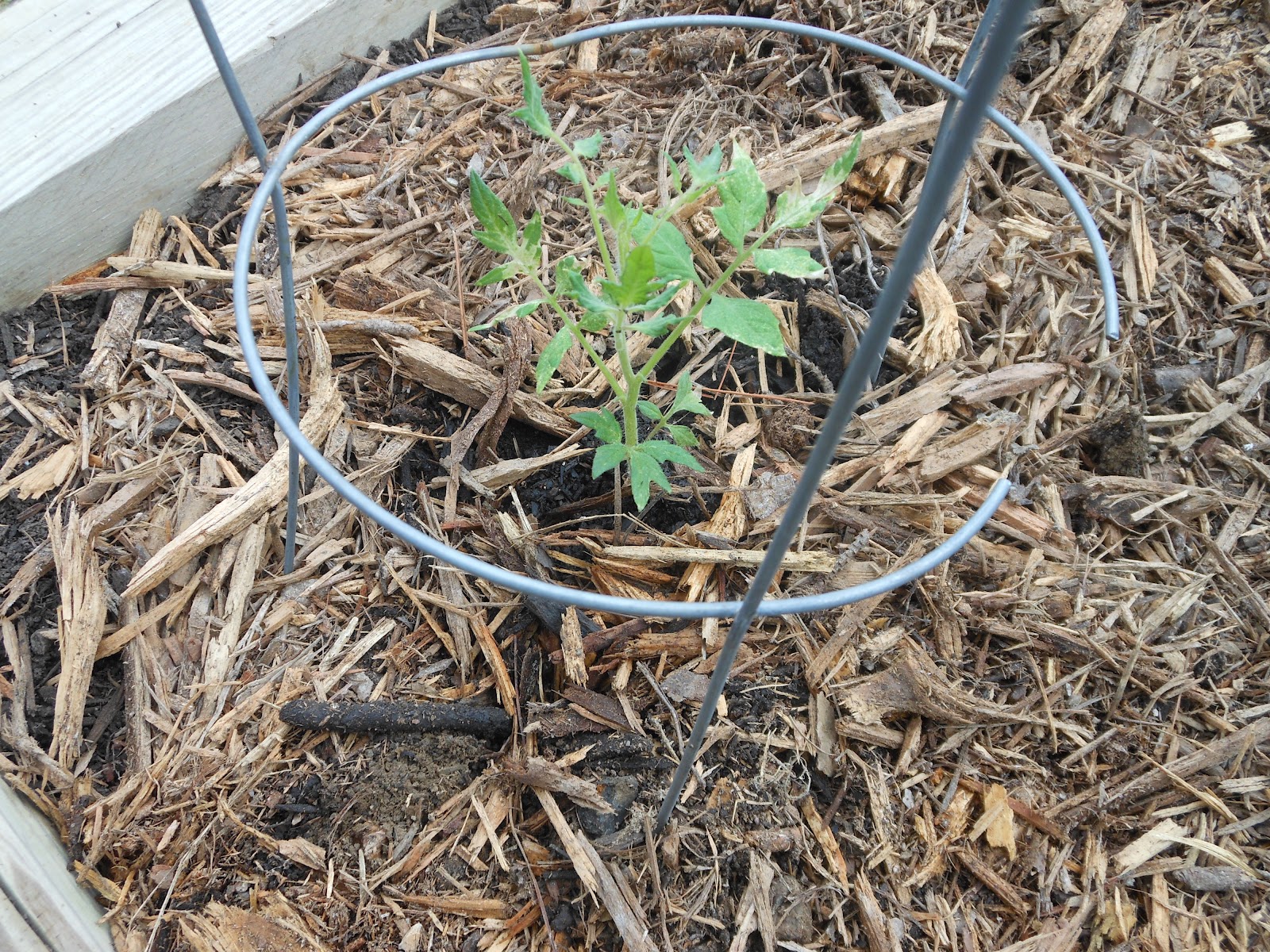 Simple, Raw and Natural: Gandhi