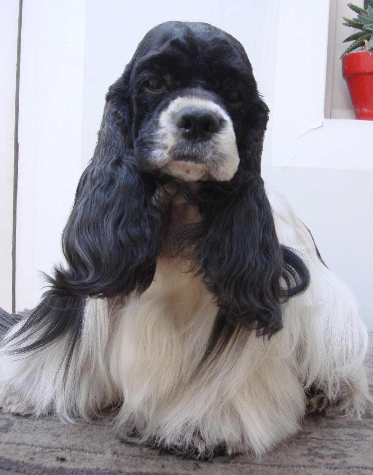 Huellas Pet: Consejos importantes