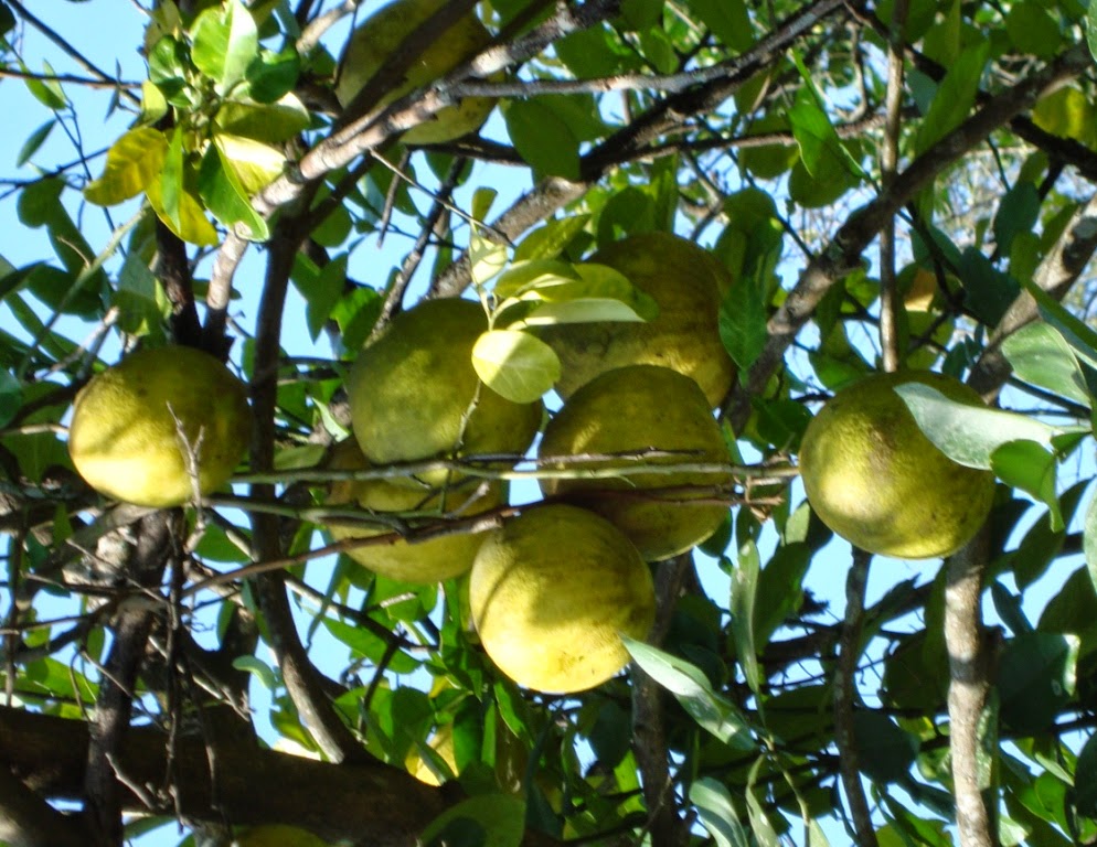 Mengenal Tanaman Jeruk Besar  Citrus grandis 