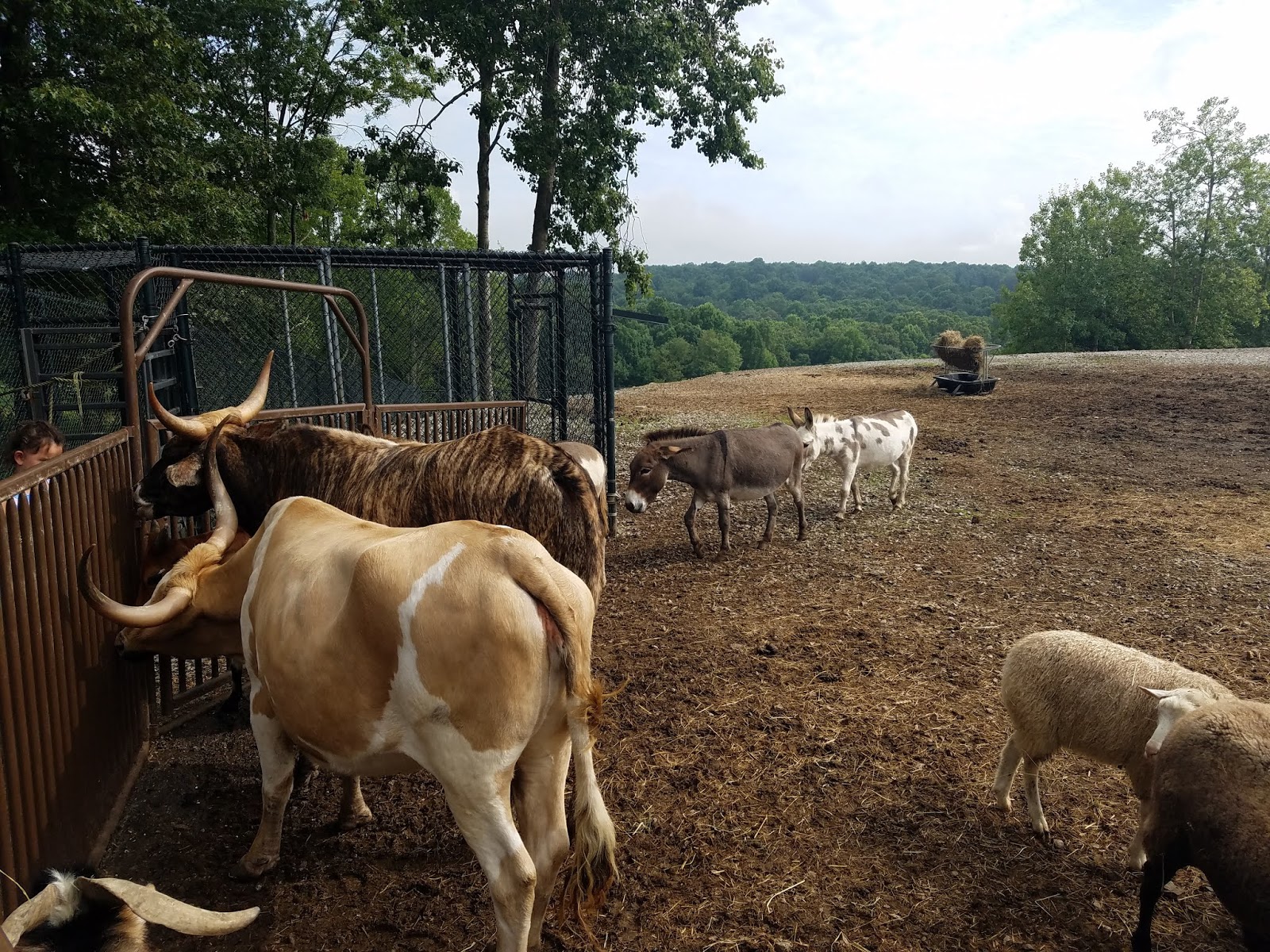 Living Our Bucket List Life Farmington Nemacolin Woodlands Zoo