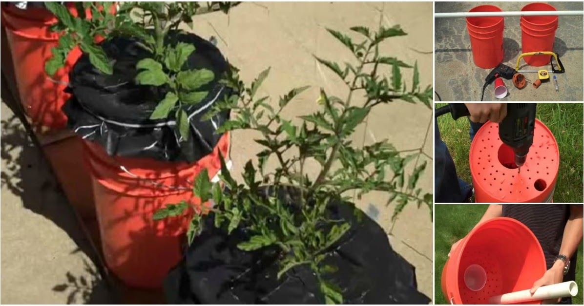 How to Grow ALL Kinds of Vegetables in Two Customized Five Gallon