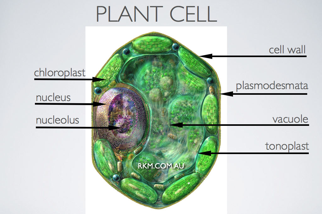 Plant cell