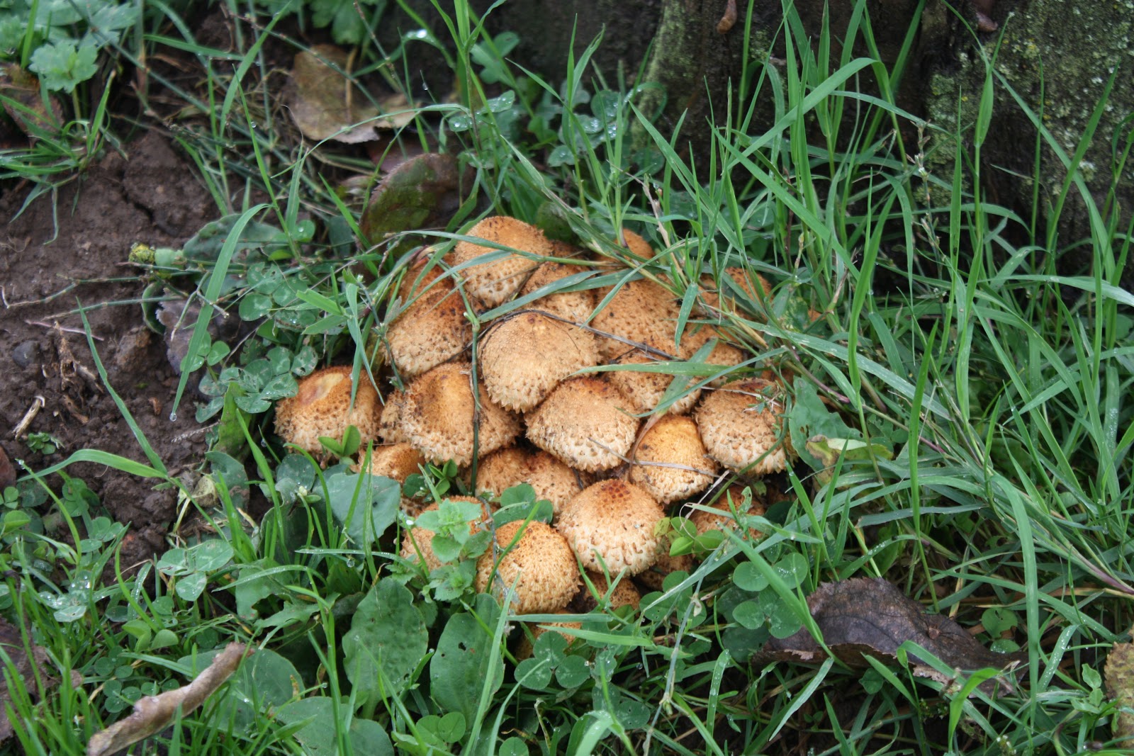 Корневой гриб. Трюфель микориза. Корень гриба. Кедр на садовом участке. Микоризные грибы фото.