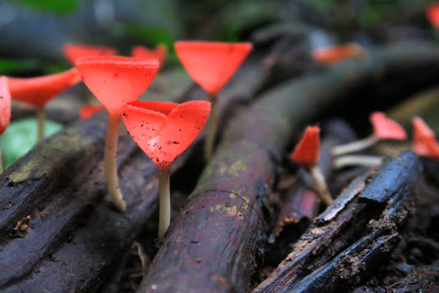เห็ดแชมเปญ หรือ เห็ดถ้วยชมพู Tarzetta  Rosea ( Rea)  Dennis เห็ดแชมเปญ หรือ เห็ดถ้วยชมพู Tarzetta  Rosea ( Rea)  Dennis