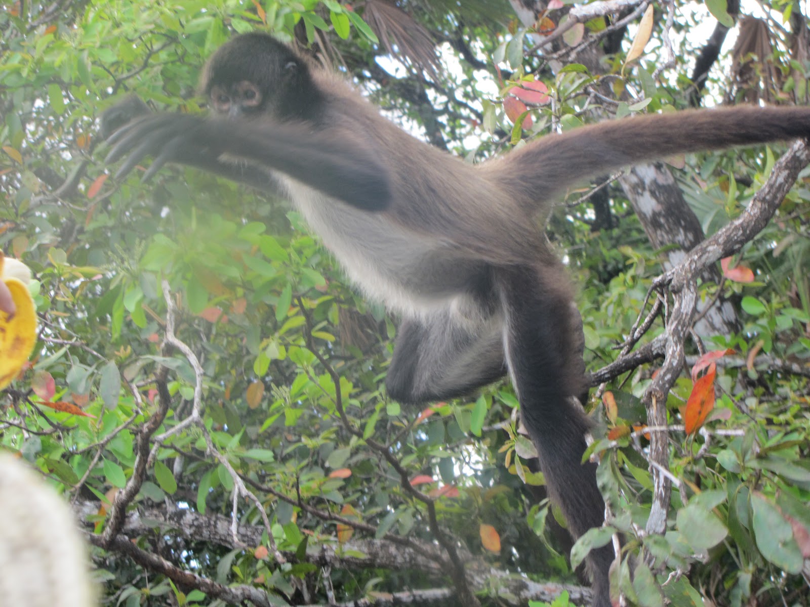 Belize Monkeys