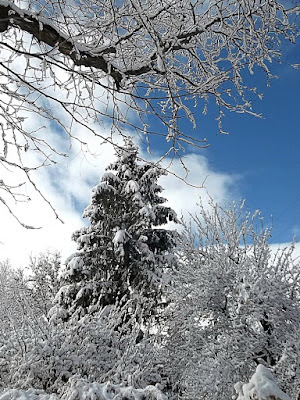 Spruce tree in snow