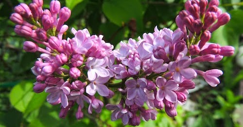 SpringLeaf Studios: Color Inspiration