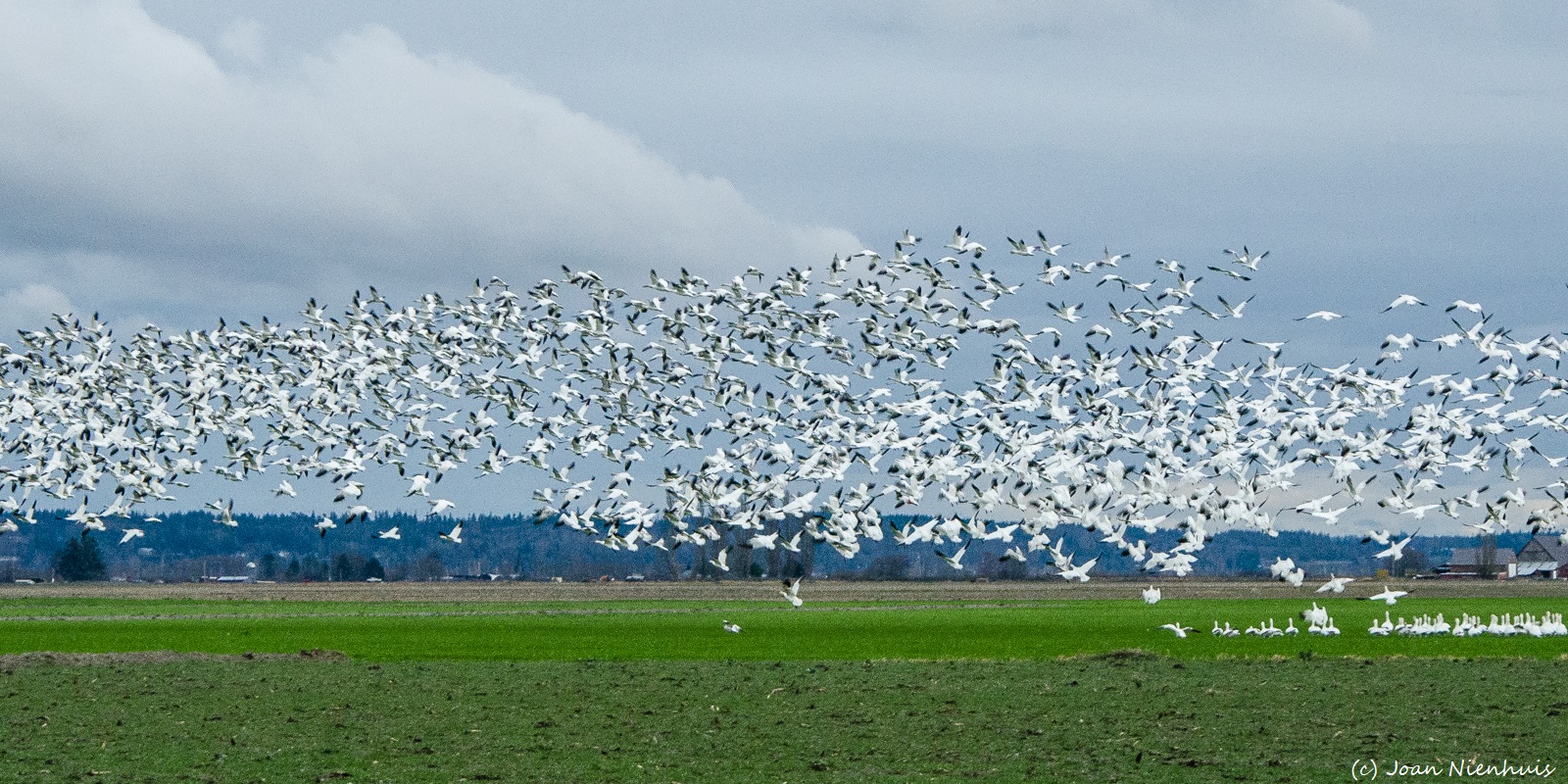 Pacific Northwest Photography Snow Geese