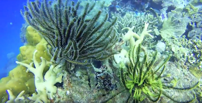 ekosistem karang di karimunjawa