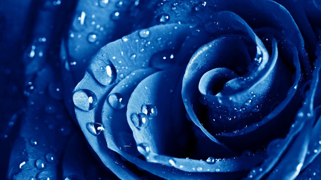 Beautiful Blue Flower