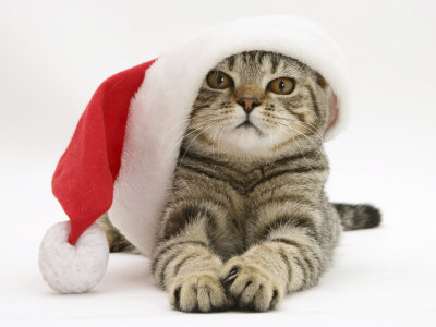 Funny christmas cat
