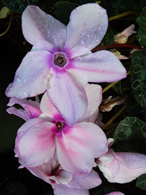 Fleur En Vogue Pink Cyclamen persicum Allan Gardens Conservatory 2015 Spring Flower Show by garden muses-not another Toronto gardening blog 