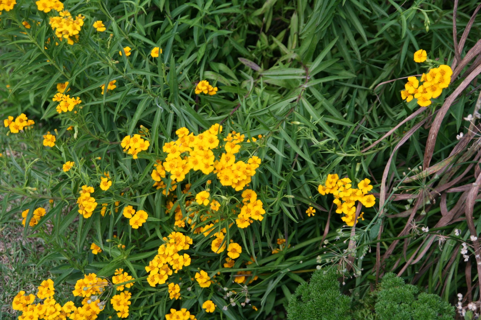 House & Garden Plus Grandchildren, Tarragon & A Blackbean Tree