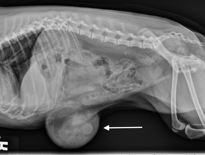 Veterinary Key Points When Is Umbilical Hernia In Dogs An Emergency