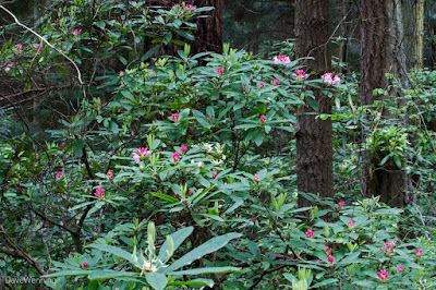 Pacific Rhododendron (R. macrophyllum)