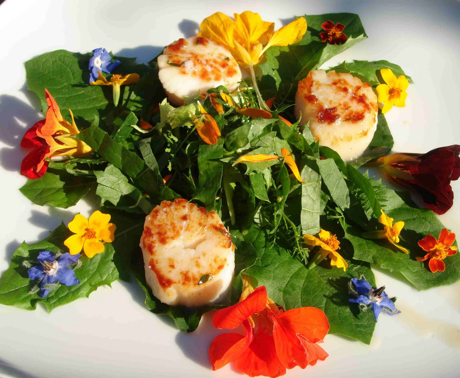 bushcooks kitchen: Jakobsmuscheln und bunter Blütensalat