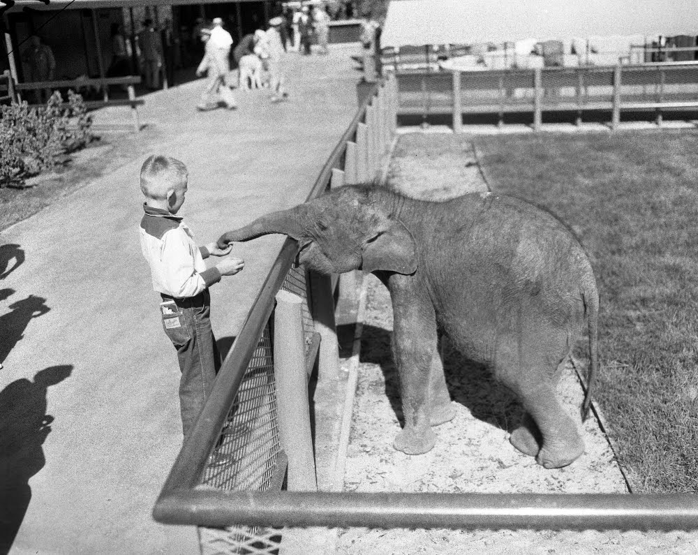 The Circus "NO SPIN ZONE" Vintage Brookfield Zoo Elephants