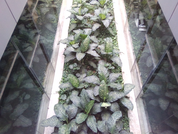 Primo E8i review Camera Sample 2