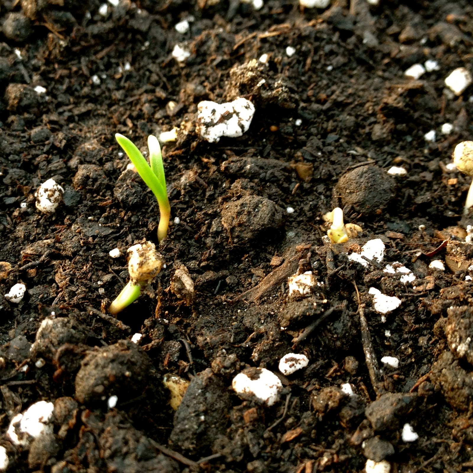 wintergreens: First spinach seedlings of the new year!