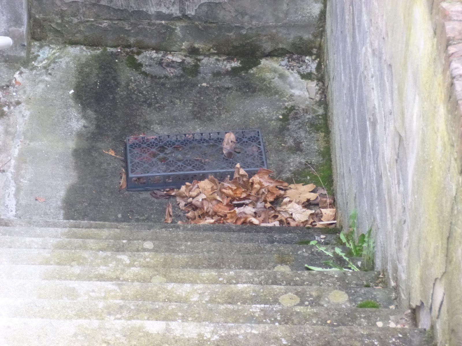 REFLECTIONS Prevent Leaves from Clogging My Drain