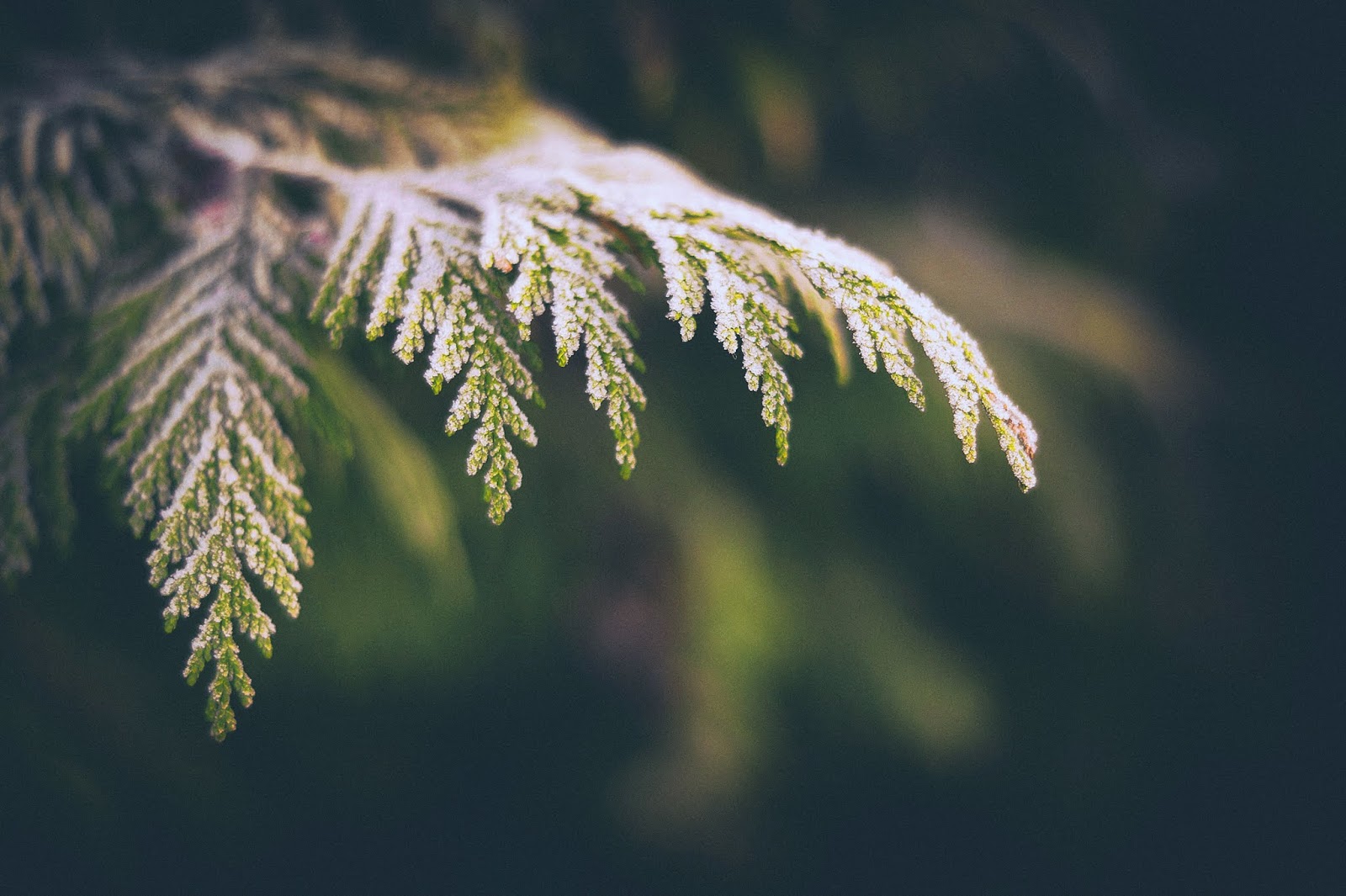 Wo Stille Wohnt Und Glanz Januar 2019