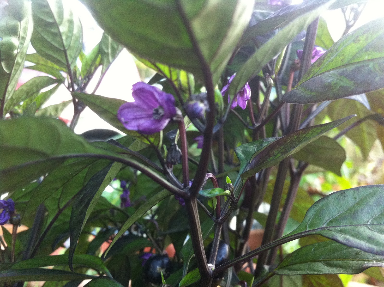 Purple hot pepper plant