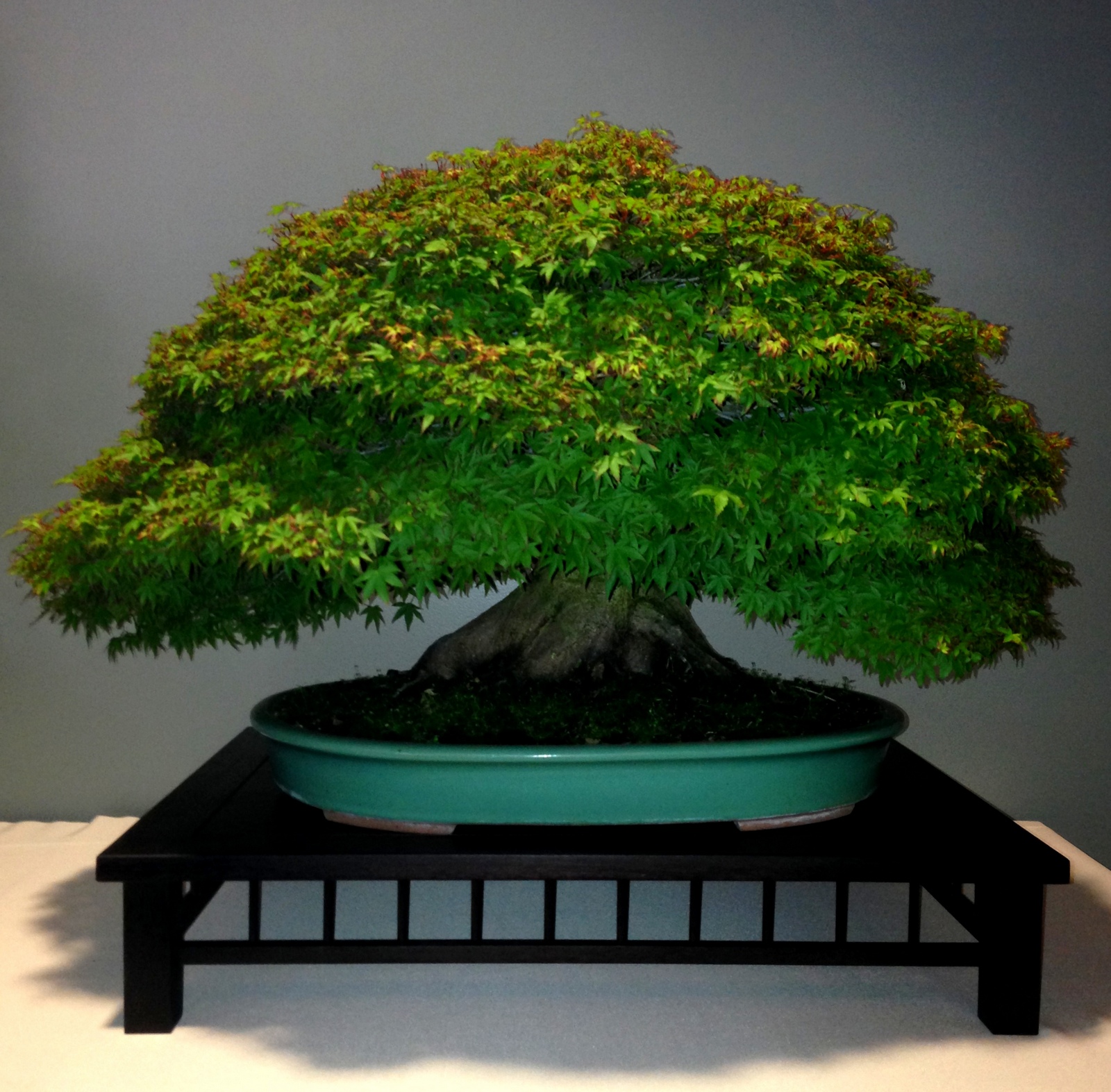 Nebraska Bonsai Society