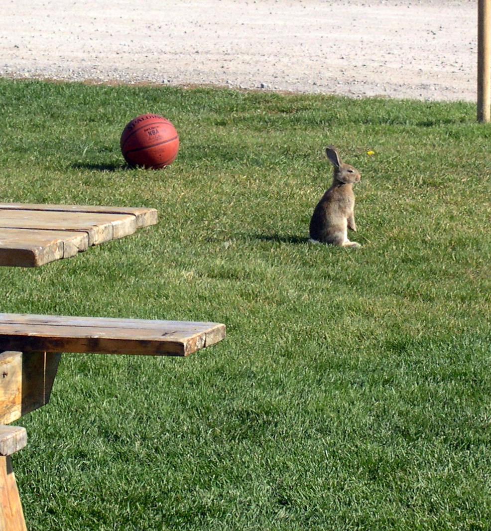 Rabbit Ramblings: July 2012