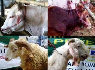 Kambing, Sapi, Domba, Hewan Terbaik Untuk Qurban Kambing, Sapi, Domba, Hewan Terbaik Untuk Qurban