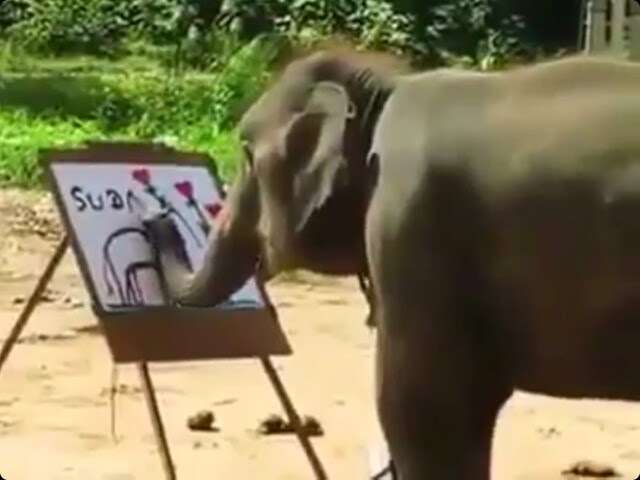 And after finishing the drawing the elephant signs its own name,Suda..can't believe my eyes still.