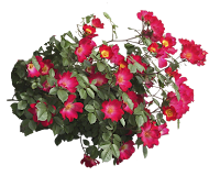 Flores vermelhas em png Flores vermelhas em png