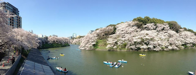 Chidorigafuchi cherry blossom